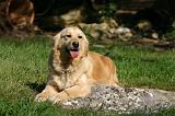 GOLDEN RETRIEVER 1117